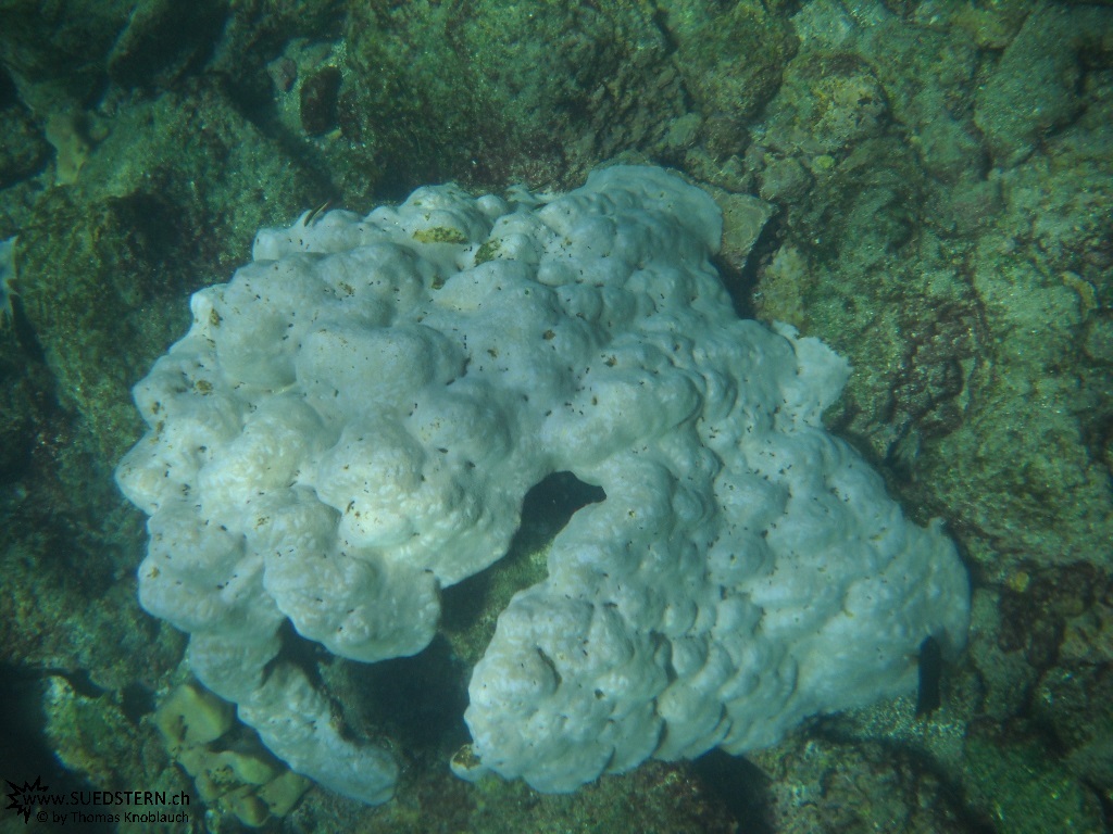 Coral - Underwater Galapagos 2010 -DSCN5715